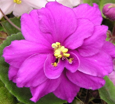 MOUNTAIN BLUSH
